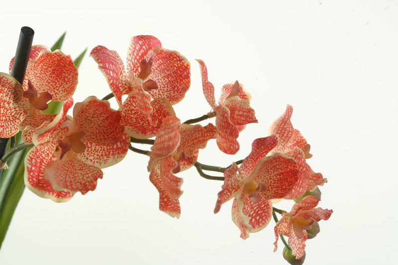 Red/Cream Phael Orchid 30.5