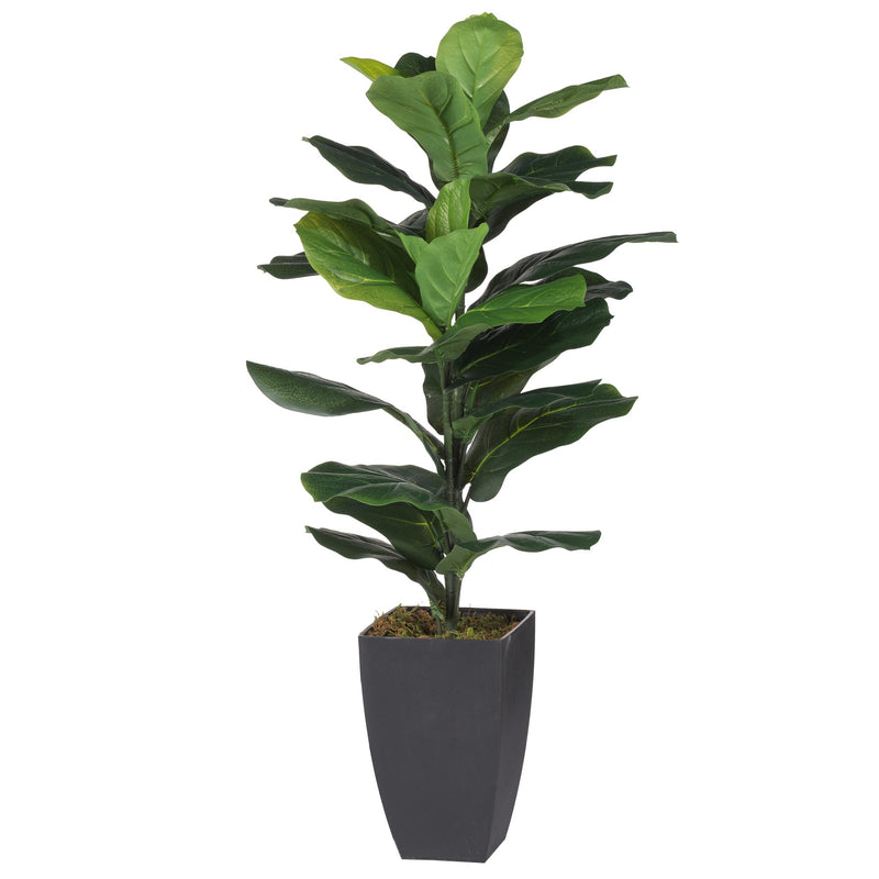 Potted Fiddle-Leaf Fig Plant