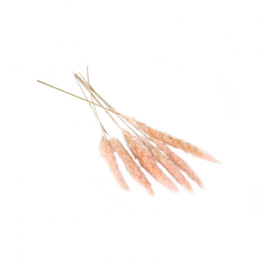 Pampas Grass Fluffy Pink PK6