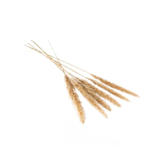 Pampas Grass  Tan PK6