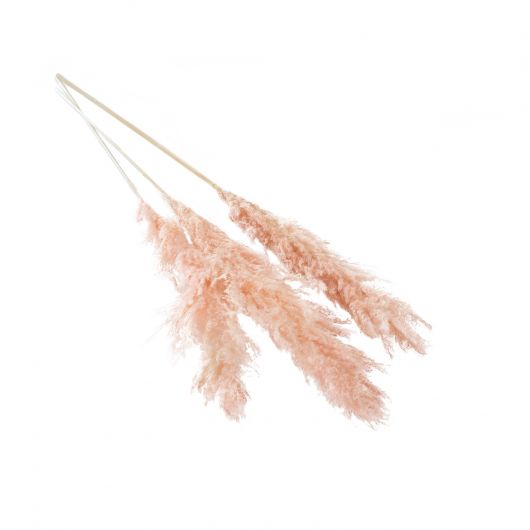 Pampas Grass Fluffy Pink PK3