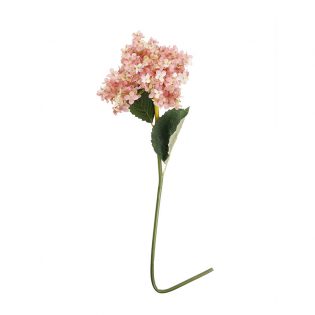 French Hydrangea