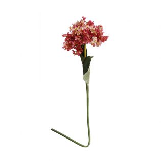 Hydrangea