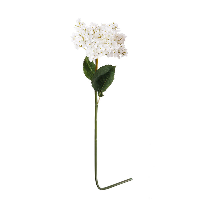 French Hydrangea