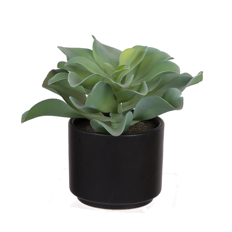 Potted Succulent 