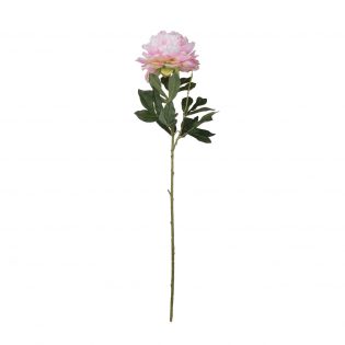 Peony Stem Pink
