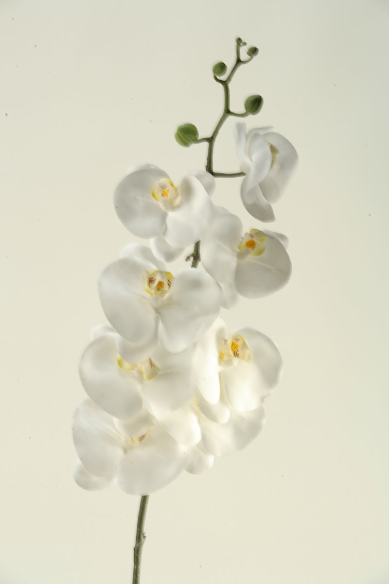 White phael orchid stem 37.5"