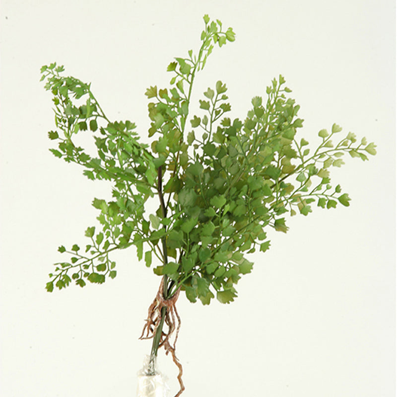 18" Maiden Fern