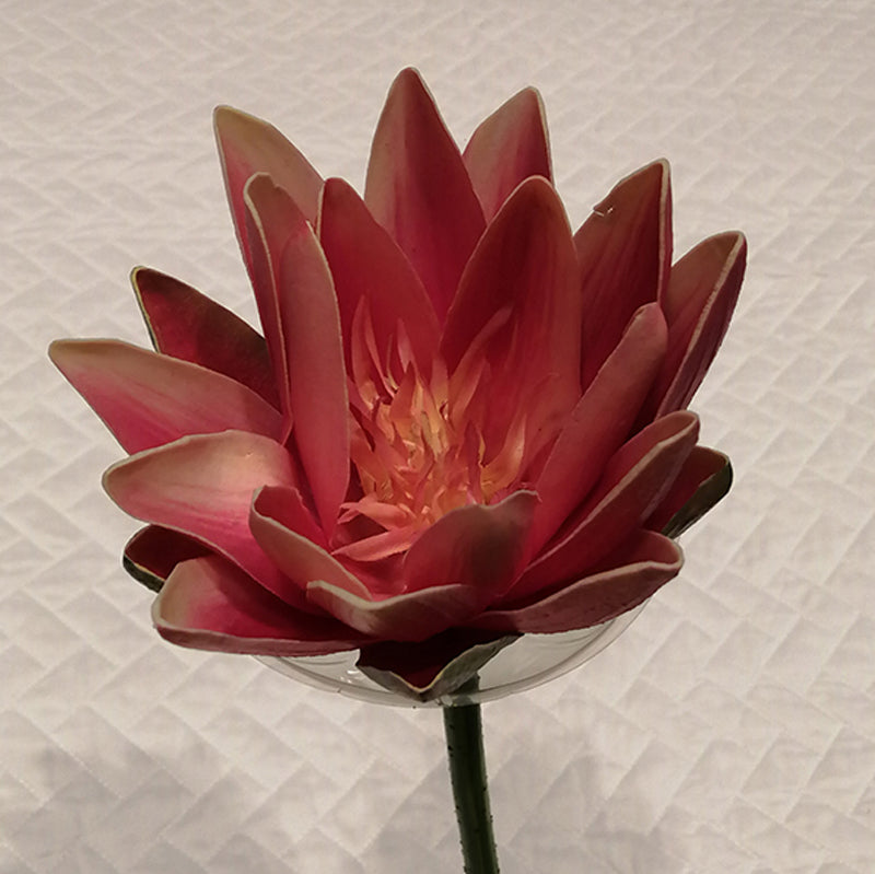Disc 34" Large Beauty Water Lily