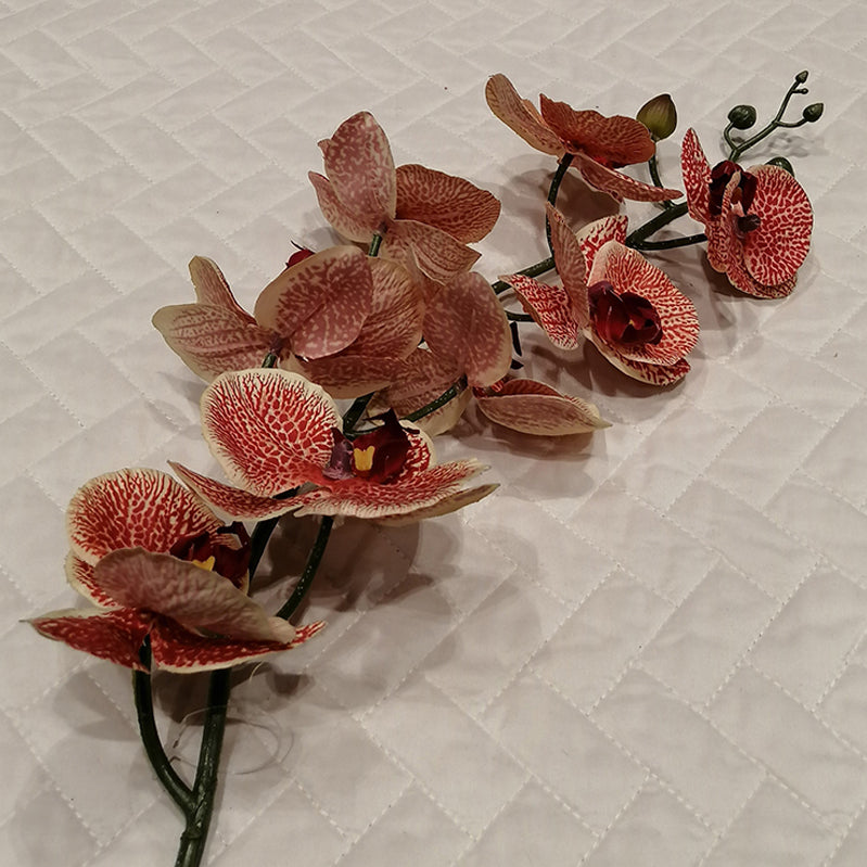 30.5 Red/Cream Phael Orchid 
