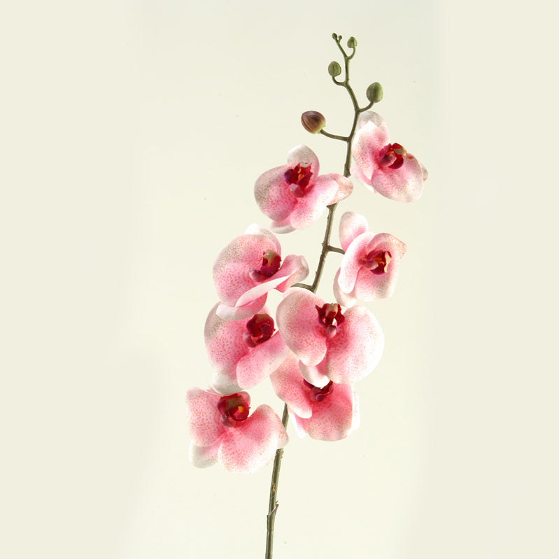 37.5 Pink Phael Orchid Stem