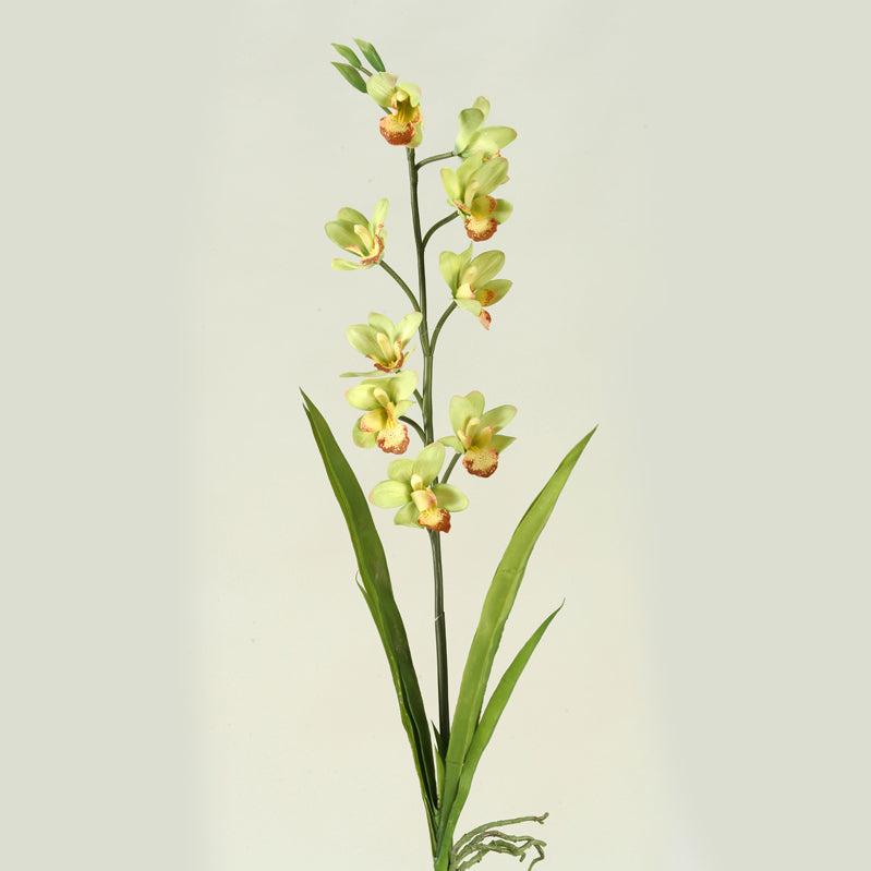 31"Green Cymbidium Orchid