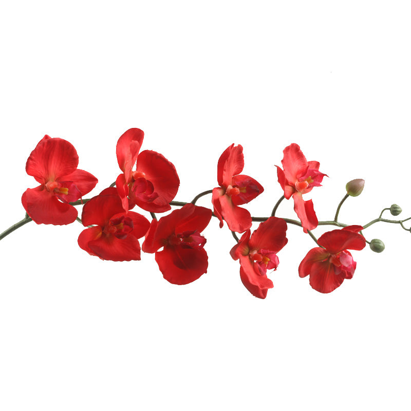 Red Phael Orchid Stem