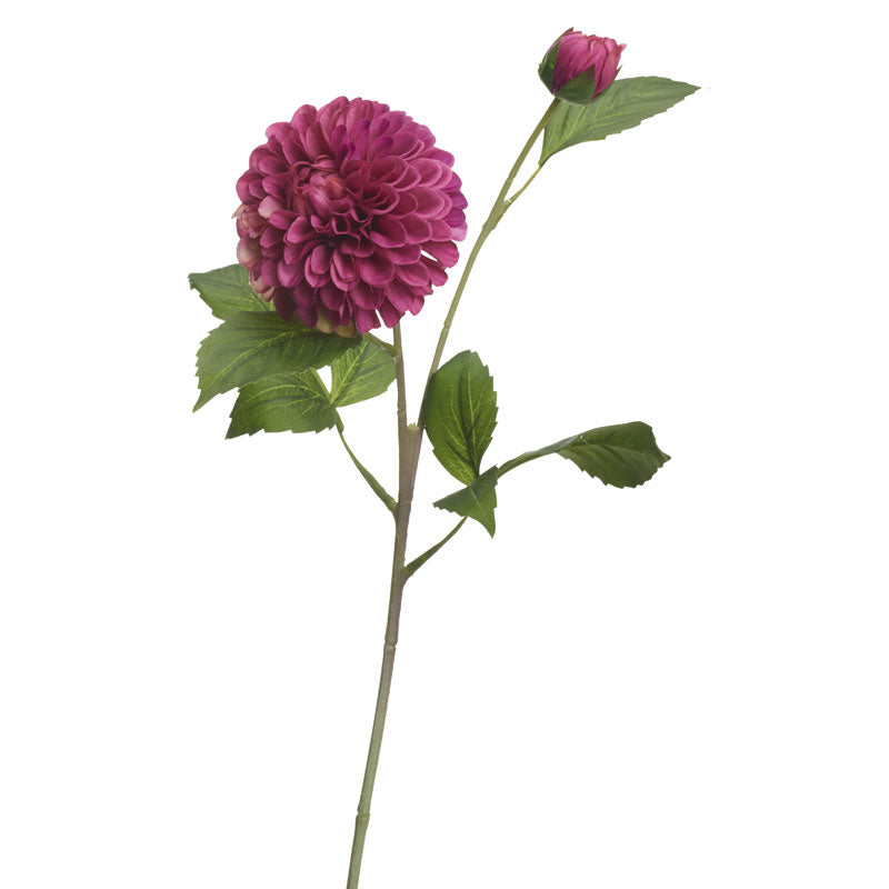 Burgundy Dahlia Stem