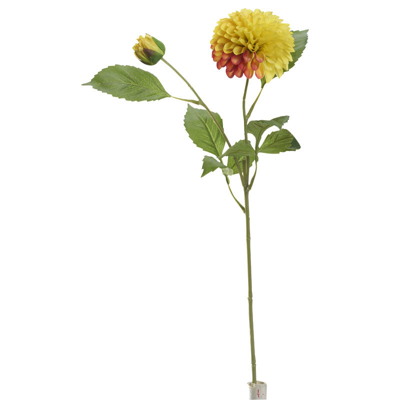 Orange / Yellow Dahlia Stem