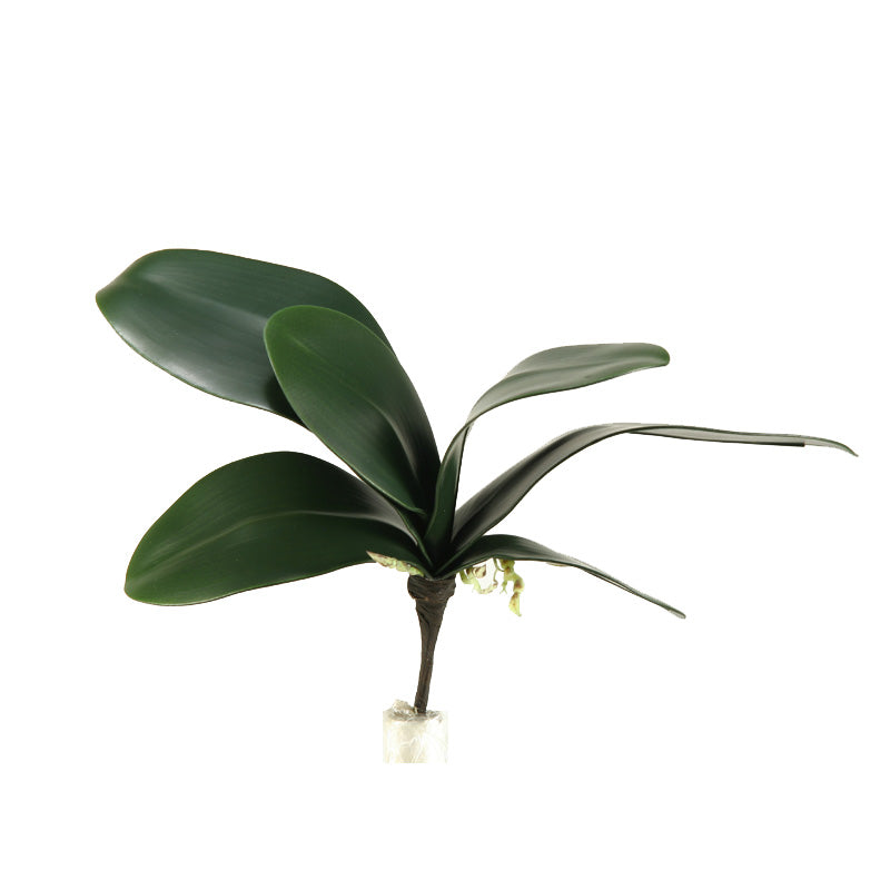 Orchid foliage x 6 / 10.75″