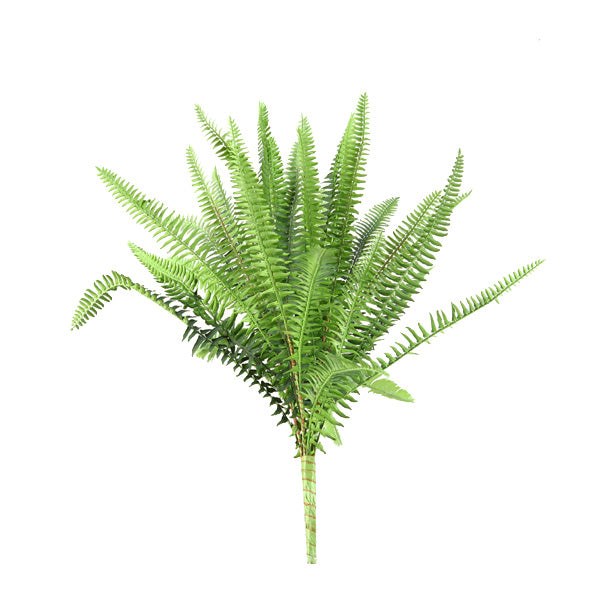 Green boston fern 18"