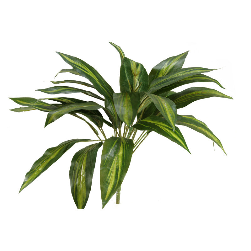 Dracaena plant x 25 leaves